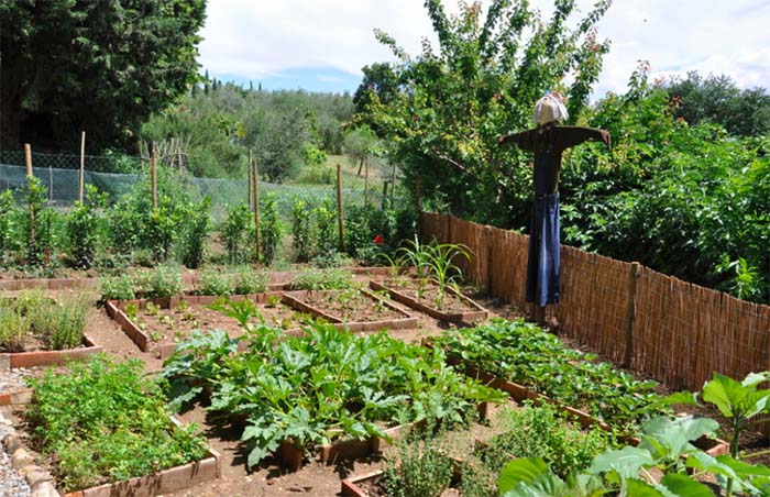 Grow family food garden